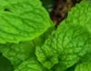 Spoon of This Miracle Plant to Prevent Dementia: Mint’s Amazing Benefits