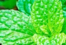 Mint: The Natural Repellent You Need in Your Home