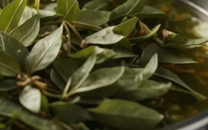 The Surprising Benefits of Drinking Boiled Bay Leaf Water