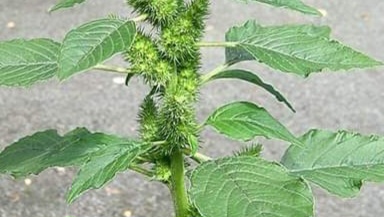 The Hidden Gem in Your Garden: Discover the Health Benefits of Pigweed